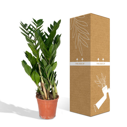 Kamerplant - Zamioculcas Zamiifolia - Pot Ø 17cm Hoogte ↕ 70cm