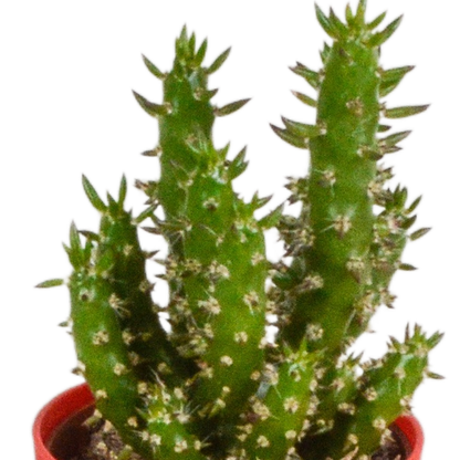 Kamerplant 5x Cactus mix - Pot Ø 5,5cm