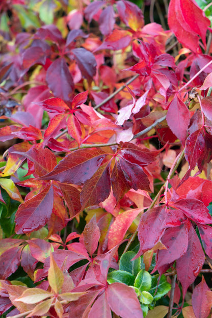 Buitenplant - Parthenocissus henryana - Chinese Wilde Wingerd - Pot Ø 15cm Hoogte ↕ 65cm
