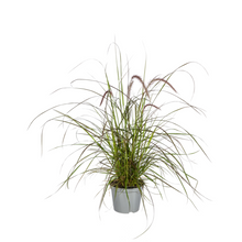 Buitenplant 4x Pennisetum x advena Rubrum - Siergrass - Pot Ø 13cm Hoogte ↕ 50-60cm