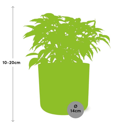 Kamerplant - Ficus Benjamina Kinky - Pot Ø 14cm