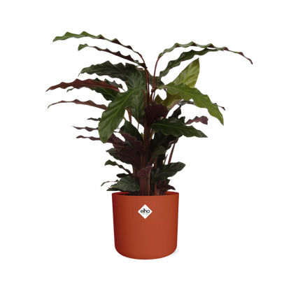 Kamerplant - Calathea Rufibarba 'Tropistar' - Pot Ø 14cm