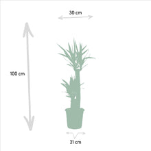 Kamerplant - Yucca - Pot Ø 21cm Hoogte ↕ 100cm