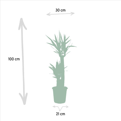 Kamerplant - Yucca - Pot Ø 21cm Hoogte ↕ 100cm