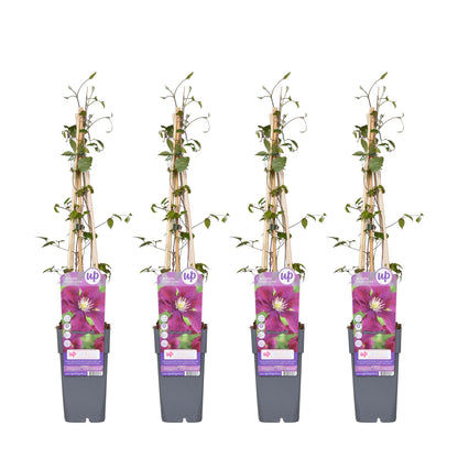 Buitenplant 4x Clematis 'Warszawska Nike' - Bloeiend, Klimplant - Pot Ø 15cm Hoogte ↕ 65cm