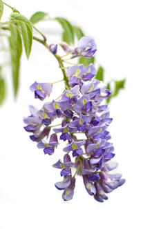 Buitenplant 2x Wisteria sinensis 'Prolific' - Bloeiend - Pot Ø 15cm Hoogte ↕ 65cm