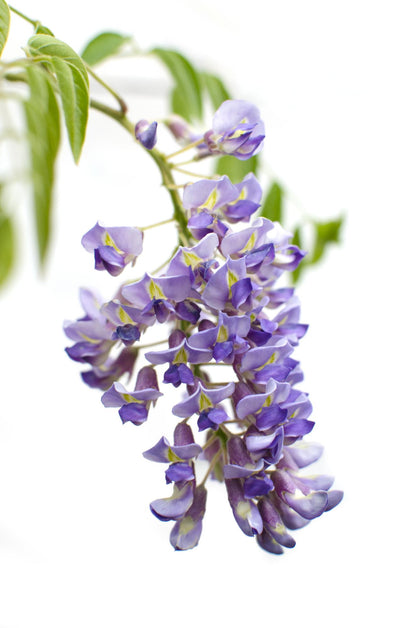 Buitenplant 2x Wisteria sinensis 'Prolific' - Bloeiend - Pot Ø 15cm Hoogte ↕ 65cm