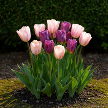 Buitenplant - Tulp Macron mix - Bloeiend - 12 bollen Bolmaat 11/12