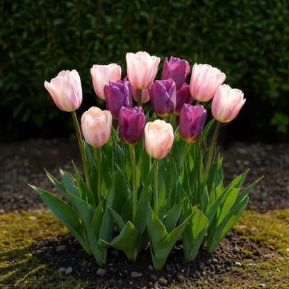 Buitenplant - Tulp Macron mix - Bloeiend - 12 bollen Bolmaat 11/12