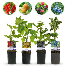 Buitenplant - Fruit planten mix - Rode Bes, Gele Framboos, Zwarte Braam, Blauwe Bes - Pot Ø 11cm Hoogte ↕ 40cm