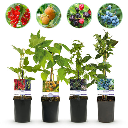 Buitenplant - Fruit planten mix - Rode Bes, Gele Framboos, Zwarte Braam, Blauwe Bes - Pot Ø 11cm Hoogte ↕ 40cm