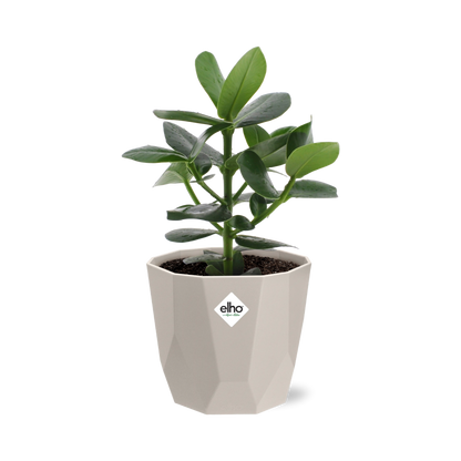 Kamerplant - Clusia Princess - Pot Ø 14cm