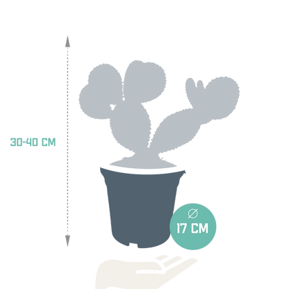 Kamerplant - Opuntia microdasys - Hoogte ↕ 17cm
