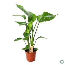 Kamerplant - Strelitzia Nicolai - Pot Ø 17cm Hoogte ↕ 60cm