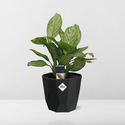 Kamerplant - Aglaonema Christina - Pot Ø 14cm