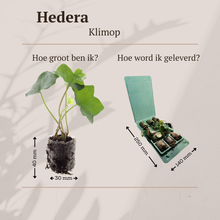 Buitenplant 6x Hedera - Klimplant - Pot Ø 5cm Hoogte ↕ 10cm