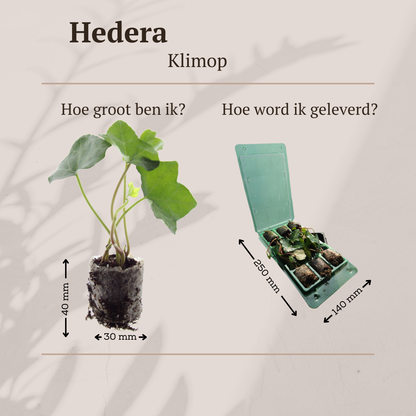 Buitenplant 6x Hedera - Klimplant - Pot Ø 5cm Hoogte ↕ 10cm