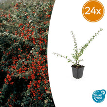 Buitenplant 24x Cotoneaster suec. 'Coral Beauty' - Pot Ø 9cm Hoogte ↕ 10-25cm