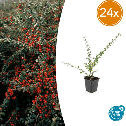 Buitenplant 24x Cotoneaster suec. 'Coral Beauty' - Pot Ø 9cm Hoogte ↕ 10-25cm