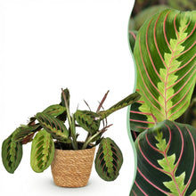 Kamerplant - Maranta Fascinator Tricolour - Gebedsplant - Pot Ø 12cm Hoogte ↕ 25cm