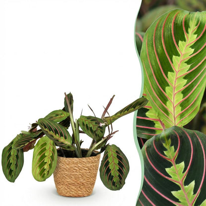 Kamerplant - Maranta Fascinator Tricolour - Gebedsplant - Pot Ø 12cm Hoogte ↕ 25cm