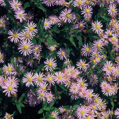 Buitenplant 48x Aster ageratoides 'Asran' - Bloeiend - Pot Ø 9cm Hoogte ↕ 10-25cm