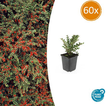 Buitenplant 60x Cotoneaster horizontalis - Pot Ø 9cm Hoogte ↕ 10-25cm