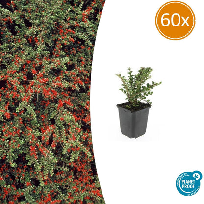 Buitenplant 60x Cotoneaster horizontalis - Pot Ø 9cm Hoogte ↕ 10-25cm