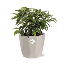 Kamerplant - Ficus Benjamina Kinky - Pot Ø 14cm