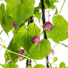Buitenplant 4x Rhodochiton atrosanguineum Purple Bells - Bloeiend - Pot Ø 13cm Hoogte ↕ 60cm
