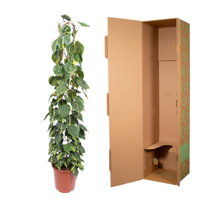 XL kamerplant - Philodendron Scandens Brasil - Gaasrek - Pot Ø 27cm Hoogte ↕ 160cm