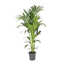 XL kamerplant - Howea Forsteriana - Pot Ø 21cm Hoogte ↕ 130cm