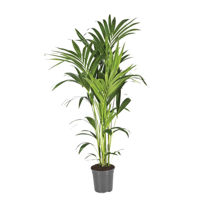 XL kamerplant - Howea Forsteriana - Pot Ø 21cm Hoogte ↕ 130cm
