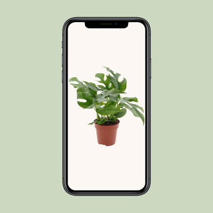 Kamerplant - Monstera Minima - Pot Ø 12cm Hoogte ↕ 25cm