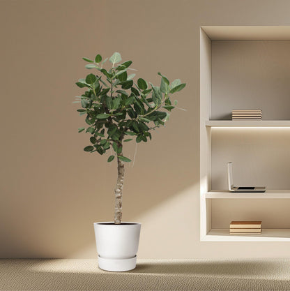 XL Kamerplant - Ficus Benghalensis - Pot Ø 50cm Hoogte ↕ 200cm