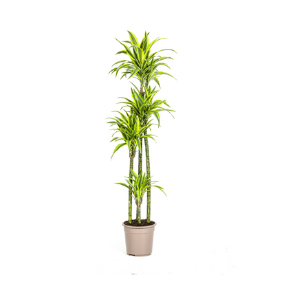 XL kamerplant - Dracaena Deremensis Lemon Lime - Pot Ø 27cm Hoogte ↕ 170-190cm