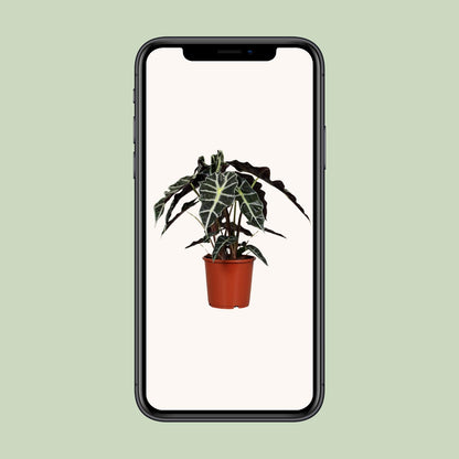 Kamerplant - Alocasia Polly - Pot Ø 17cm Hoogte ↕ 45cm
