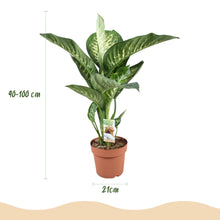 Kamerplant - Dieffenbachia Tropic Snow - Pot Ø 21cm Hoogte ↕ 90-100cm