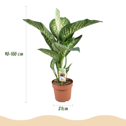 Kamerplant - Dieffenbachia Tropic Snow - Pot Ø 21cm Hoogte ↕ 90-100cm