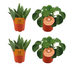 Kamerplant 2x Aloe Paradisicum + 2x Pilea Peperomoides - 4 stuks - Pot Ø 10.5cm Hoogte ↕ 10cm