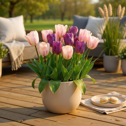 Buitenplant - Tulp Macron mix - Bloeiend - 12 bollen Bolmaat 11/12