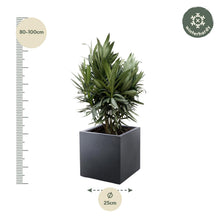 Buitenplant - Nerium Oleander struik - Rode bloem - Pot Ø 19cm Hoogte ↕ 70cm