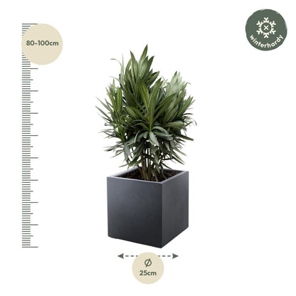 Buitenplant - Nerium Oleander struik - Rode bloem - Pot Ø 19cm Hoogte ↕ 70cm