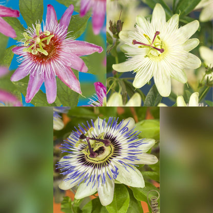 Buitenplant 3x Passiflora 'Tricolour' - Bloeiend - Pot Ø 11cm Hoogte ↕ 40cm