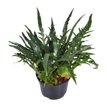 Kamerplant - Aglaomorpha Coronans - Pot Ø 23cm Hoogte ↕ 60cm