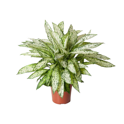 Kamerplant - Dieffenbachia Vesuvius - Pot Ø 27cm Hoogte ↕ 80cm