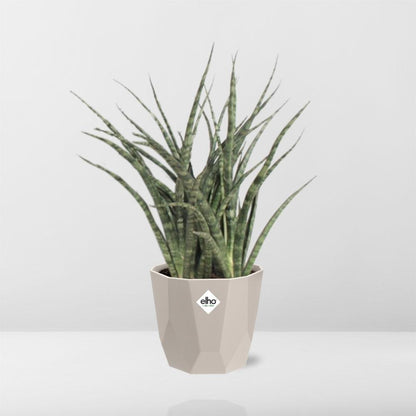Kamerplant - Sansevieria Fernwood Punk - Pot Ø 14cm