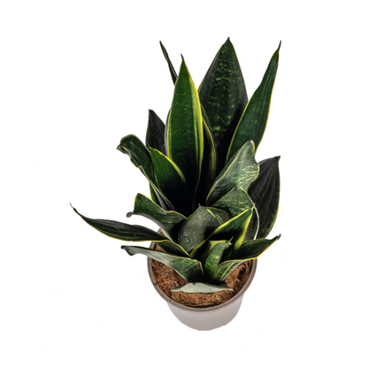 Kamerplant - Sansevieria Trifasciata Futura Black - Pot Ø 17cm Hoogte ↕ 45-55cm