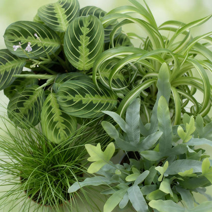 Green boutiQ - Kamerplant - Chlorophytum - Cyperus - Phlebodium - Marantha - Mix van 4 - Huisdiervriendelijke Planten - Groen - 4 Planten - Pot 12cm - Hoogte 25cm