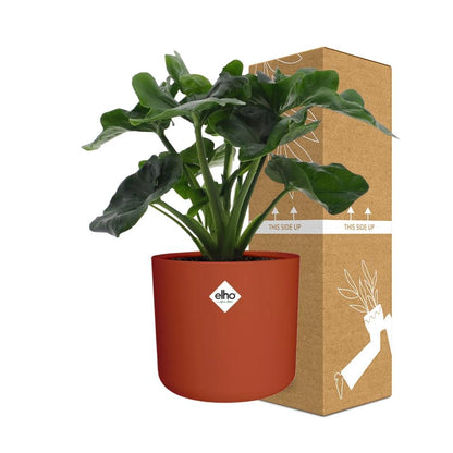 Kamerplant - Philodendron Atom - Pot Ø 14cm